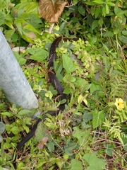 Alsophis rufiventris