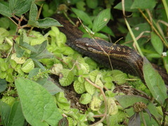 Alsophis rufiventris