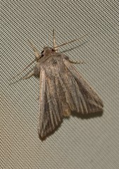 Mythimna riparia