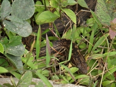 Alsophis rufiventris