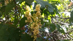 Toechima daemelianum