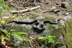 Alsophis rufiventris