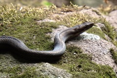 Alsophis rufiventris
