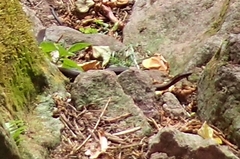 Alsophis rufiventris