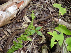 Alsophis rufiventris