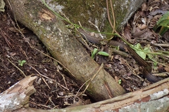 Alsophis rufiventris