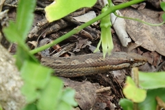 Alsophis rufiventris