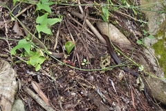 Alsophis rufiventris