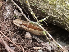 Alsophis rufiventris