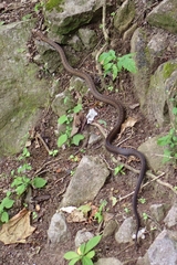 Alsophis rufiventris