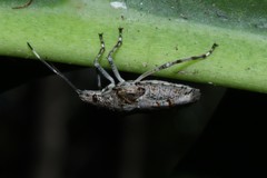 Bromocoris souefi