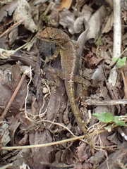 Anolis sabanus