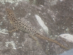 Anolis sabanus