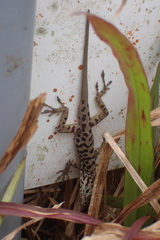 Anolis sabanus