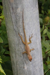 Anolis sabanus