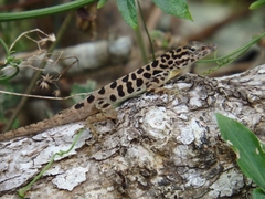 Anolis sabanus