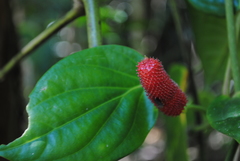 Piper mestonii