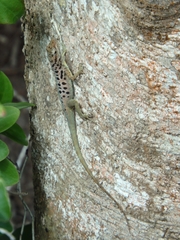 Anolis sabanus