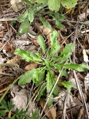 Erysimum cuspidatum