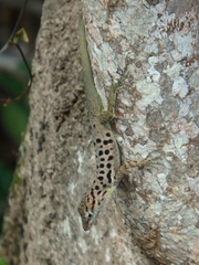 Anolis sabanus