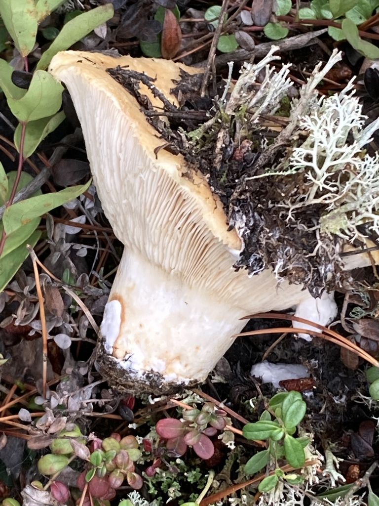 Short stemmed russula from long lake rd marsh lake yt ca on august