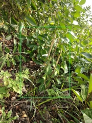 Erysimum cuspidatum