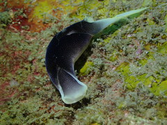 Chelidonura amoena image