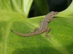 Anolis sabanus