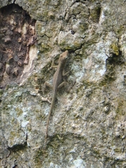 Anolis sabanus