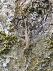 Anolis sabanus