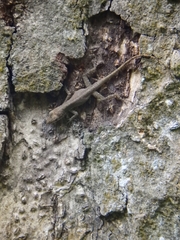 Anolis sabanus