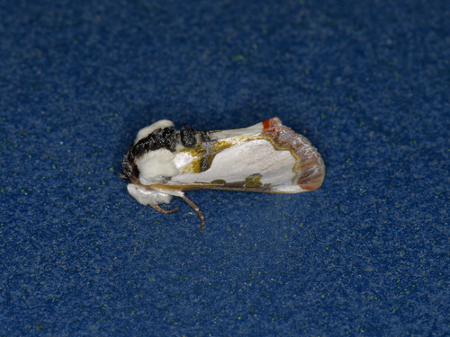 Wilson's Wood-nymph Moth photo 6