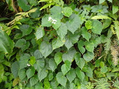 Begonia obliqua