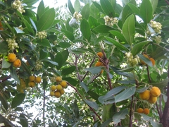 Arbutus unedo