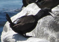 Phalacrocorax neglectus
