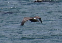 Phalacrocorax neglectus