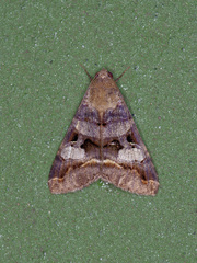 Melipotis perpendicularis