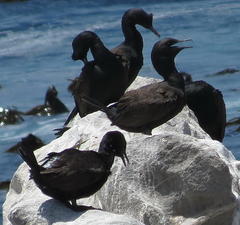 Phalacrocorax neglectus