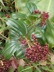 Miconia purpurea
