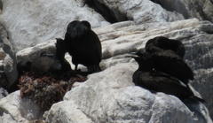 Phalacrocorax neglectus