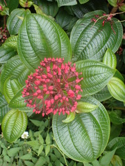 Miconia purpurea