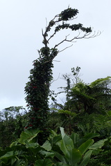 Miconia purpurea