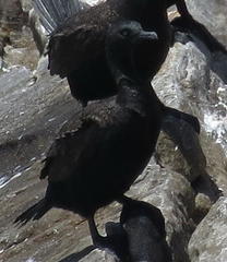 Phalacrocorax neglectus
