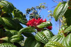 Miconia purpurea