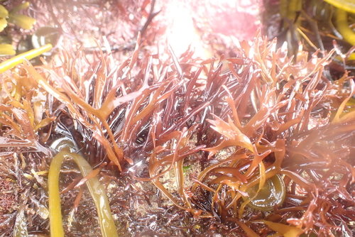 Irish Moss
