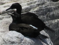 Phalacrocorax neglectus