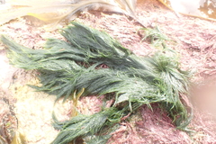 Cladophora rupestris