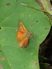 Choranthus vitellius