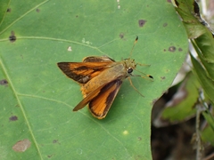 Choranthus vitellius