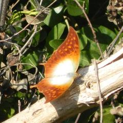 Charaxes varanes varanes